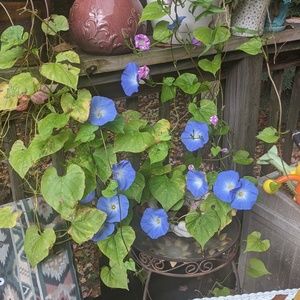 Meet your Posher, Suzanne